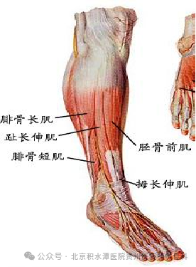 踝泵运动原理视频_踝泵运动操作流程_踝泵运动的方法